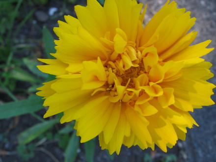 coreopsis (coreopsis)