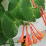 honey suckle Dropmore Scarlet (lonicera)