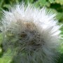 Weed