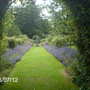 Kellie Castle Nepeta