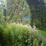 Kellie Castle Delphiniums