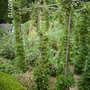 Kellie Castle Gooseberries