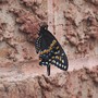 Black Swallowtail