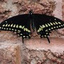 Black Swallowtail