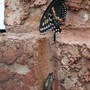 Black Swallowtail