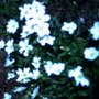 Imag0038