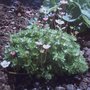 Saxifrage planted June 2008