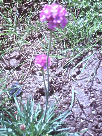Thrift planted June 2008 (Armeria maritima splendens)