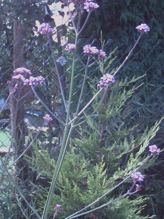 Verbena July 2008 (Verbena bonariensis (Verbena))