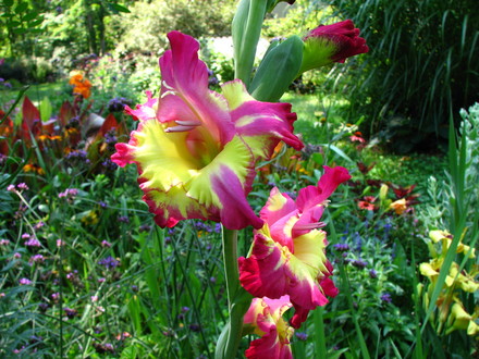 New gladiola I ordered this spring,  I'm so thrilled with the color !