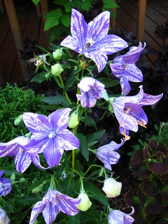 Another flower favorite,  Platycodon 'splash'