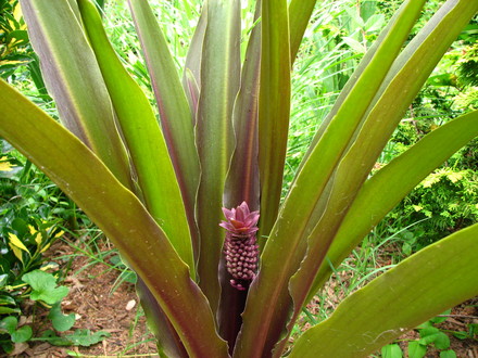 Pineapple lily bloom starting to emerge.