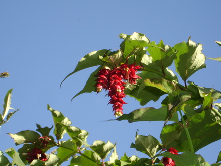 My favourite September shrub (Leysesteria Formosa)