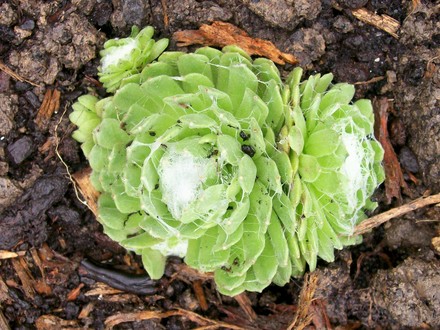Cobweb Houseleek (Sempervivum arachnoideum (Cobweb House-Leek))