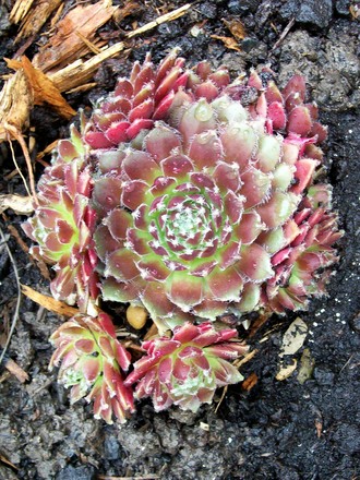 Houseleek 'Royal Ruby' (Sempervivum tectorum (Common Houseleek))