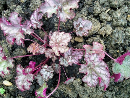 Heuchera 'Persian Carpet' (Heuchera)