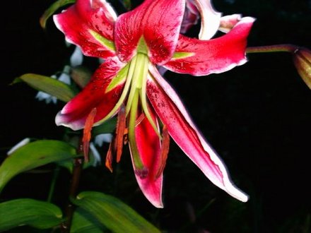 Lily Black Beauty
