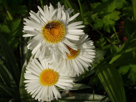 New Zealand Daisy