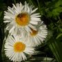 New_zealand_daisy
