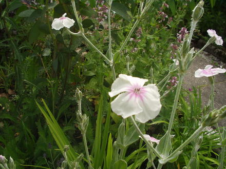 Lychnis