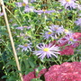 My favourite September/October perrenial (Aster x frikartii)