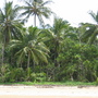 Cocos nucifera. (Cocos nucifera (Coconut))