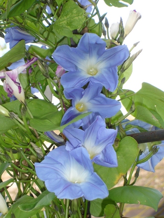 My favourite September annual (Ipomoea Heavenly Blue)