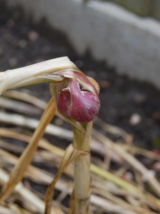 Strange garlic thermidrome