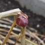 Strange garlic thermidrome