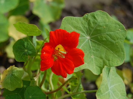 First nasturtium