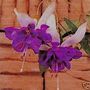 Deep_purple_fuchsia