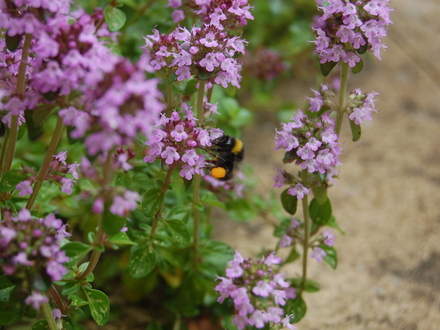Bee on my thyme (Thymus pulegioides)