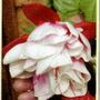 Snowburner (Fuchsia)