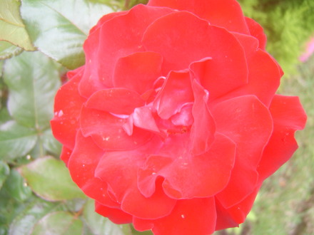 red rose.