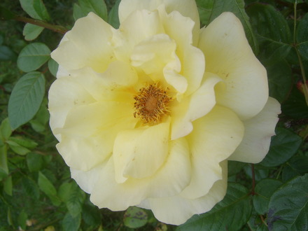 yellow rose.