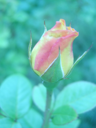 Rose Bud