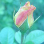 July_08_007