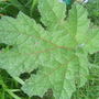 Gunnera