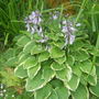 Hosta