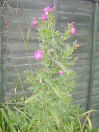 Not sure what this is.