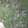 Lavenders.