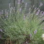 Lavender Bush.