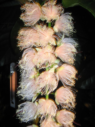 Common putat (Sagaribana)