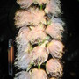 Summer_2006_001
