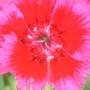 Sweet William.