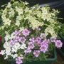 Tobaco plants
