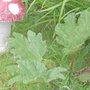 Gunnera