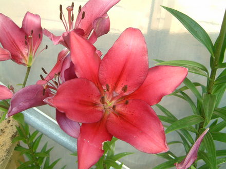 exotic lily