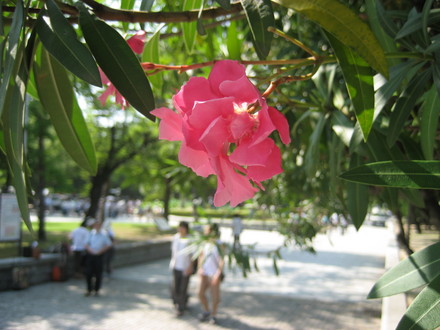 oleander (kyouchikutou)