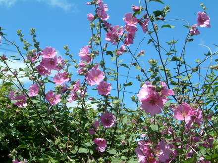 pink flowers against a rare sight...... blue sky